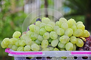 Green grape