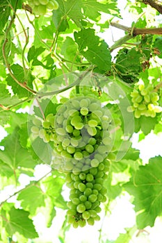 Green grape