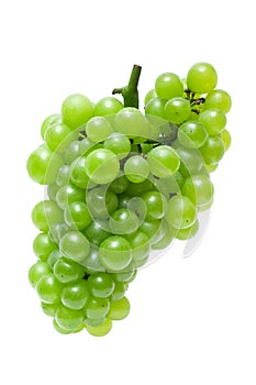 Zelený zrnko vína 