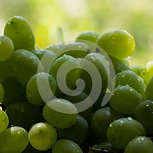 Green grape background.