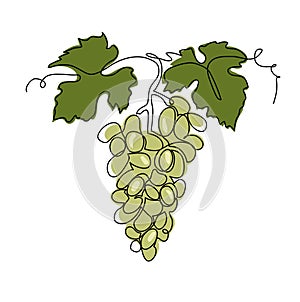 Green grape bunch one single line art drawing. Continuous vector illustration of vine. Grape bunch for label design of