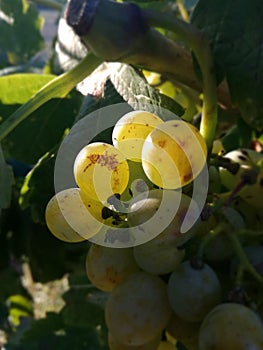 Green grape bunch in the vineyard. Reflections of the sun. EU countryside.