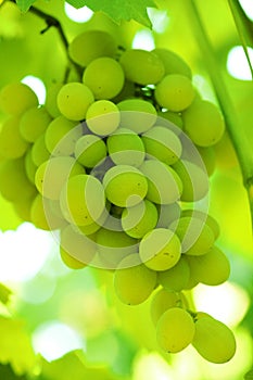 Green grape cluster