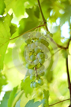 Green grape cluster