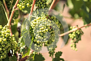 Green grape cluster