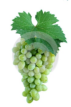 Green grape cluster with leaf