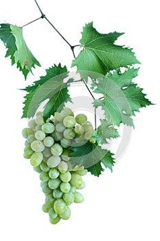 Green grape cluster with leaves on vine