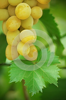 Green grape cluster with leaves on vine