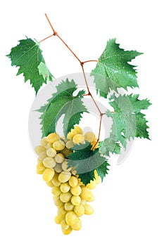 Green grape cluster with leaves on vine