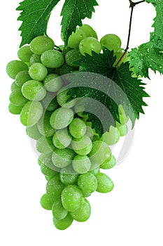 Green grape cluster with leaves on vine