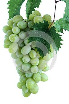 Green grape cluster with leaves on vine