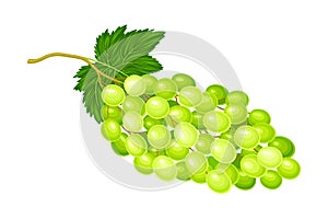 Green Grape Cluster with Ripe and Juicy Berries Vector Illustration