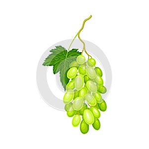 Green Grape Cluster with Ripe and Juicy Berries Vector Illustration