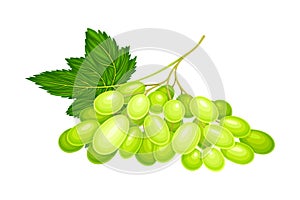 Green Grape Cluster with Ripe and Juicy Berries Vector Illustration