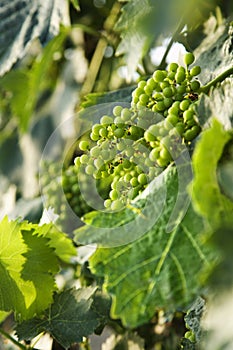 Green grape clusters in Tuscany, Italy.