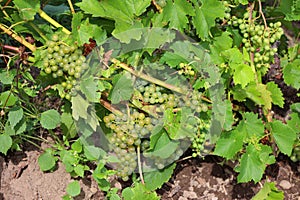 A green grape is a fruit, botanically a berry,