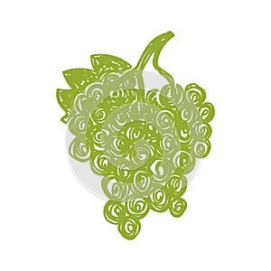 Green grape fruit sketch. Color vector illustration. Pen or marker doodle drawing