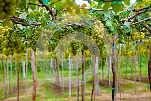 Green grape in the garden at Ninh Thuan province, VietNam. This kind of raw food to produce white wine