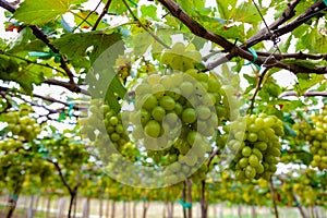 Green grape in the garden at Ninh Thuan province, VietNam. This kind of raw food to produce white wine