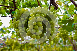 Green grape in the garden at Ninh Thuan province, VietNam. This kind of raw food to produce white wine