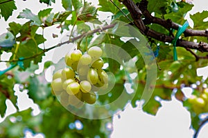 Green grape in the garden at Ninh Thuan province, VietNam. This kind of raw food to produce white wine