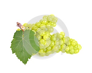 Green grape isolated on white