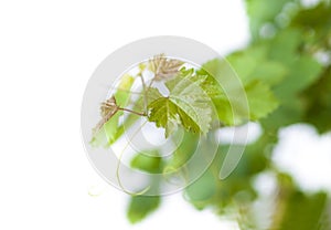 Green grape-leaf ,grapevine on white background, saved clipping