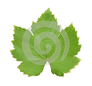 Green grape leaf isolated with clipping path