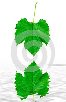 Green grape leaf reflecting in fresh water