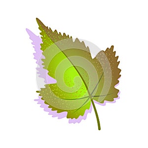 Green grape leaf textured with shadow, isolated on white background. Realistic single nature icon, ecology symbol flat
