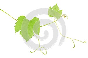 Green grape leaves