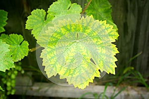 green grape leaves