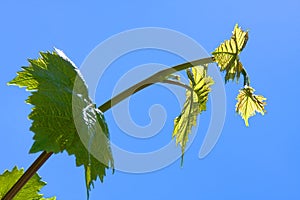 Green grape leaves