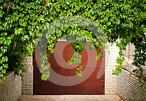 Green grape leaves above old garage door as frame, vintage style