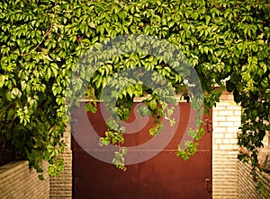 Green grape leaves above old garage door as frame, vintage style