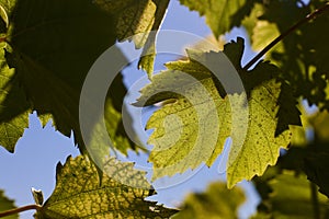 Green grape leaves in the beams of a backlight against a blue sky. Green leaves of young grapes.