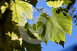 Green grape leaves in the beams of a backlight against a blue sky. Green leaves of young grapes.