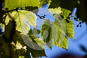 Green grape leaves in the beams of a backlight against a blue sky. Green leaves of young grapes.