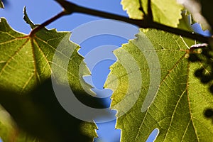 Green grape leaves in the beams of a backlight against a blue sky. Green leaves of young grapes.