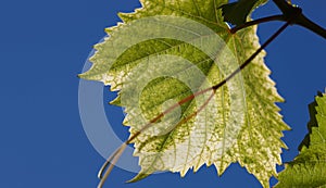 Green grape leaves in the beams of a backlight against a blue sky. Green leaves of young grapes.