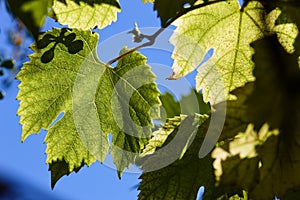 Green grape leaves in the beams of a backlight against a blue sky. Green leaves of young grapes