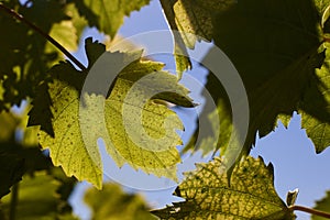 Green grape leaves in the beams of a backlight against a blue sky. Green leaves of young grapes.