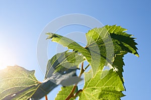 Green grape leaves in the beams of a backlight against a blue sky. Green leaves of young grapes.