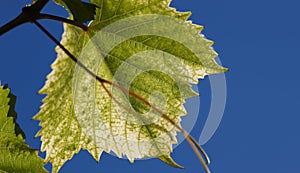 Green grape leaves in the beams of a backlight against a blue sky. Green leaves of young grapes.