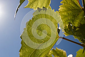 Green grape leaves in the beams of a backlight against a blue sky. Green leaves of young grapes.