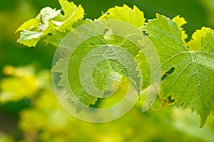 Green grape leaves close-up, texture, selective focus, blurred background. Vineyard in Kent, England. United Kingdom