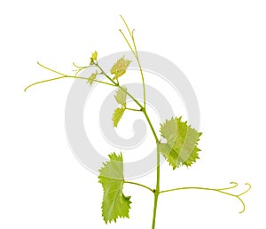 Green grape leaves isolated on white background. Spring with leaves of grape vine