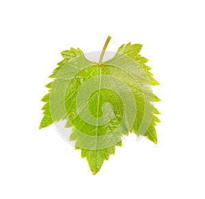 Green grape leaves isolated on white background. Spring with leaves of grape vine