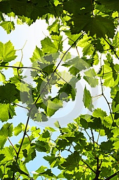 Green grape leaves of vineyard and blue sky