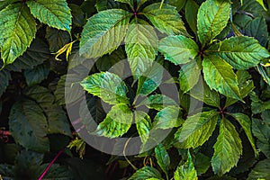 Green grape leaves in vineyard. Inspirational natural floral spring or summer farming green garden background. Viticulture wine